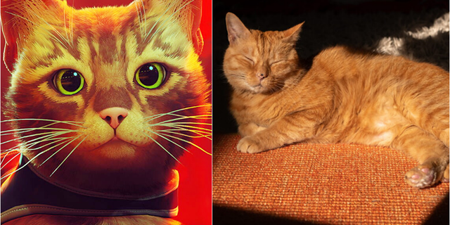 Stray oyununa ilham veren gerçek kedi Murtaugh ile tanışın