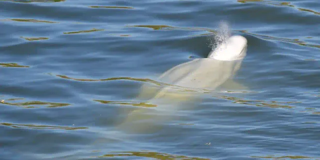 Fransa'da mahsur kalan balina, çevreciler tarafından beslenmeye başladı!