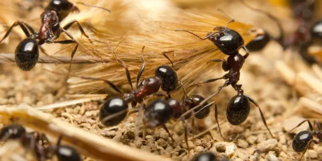 Dünya’daki karınca sayısı hesaplandı: 20.000.000.000.000.000