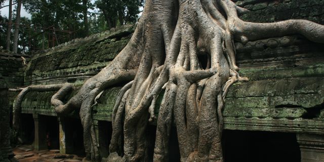 Endonezya'da tehlike altında olan dev ağaç türleri keşfedildi!