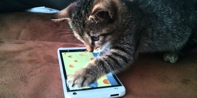 Kediler için en iyi oyunlar: Kedinizin oyalanabileceği uygulamalar