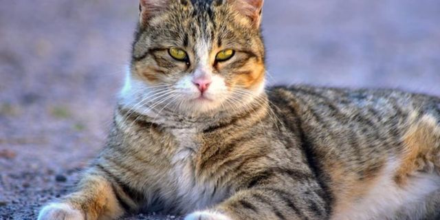 Kediler için zararlı olan yiyecekler hangileri? Hangi yiyecekler kediler için güvenli?