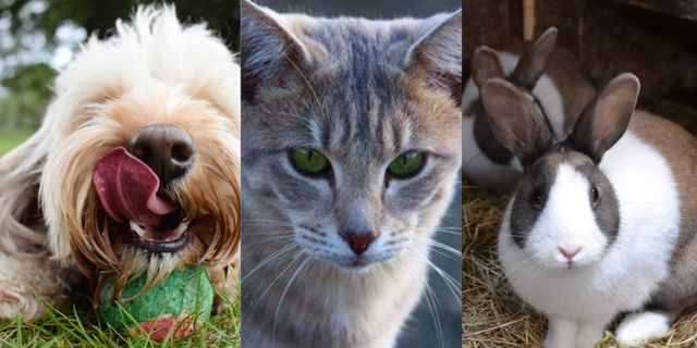 Evcil hayvanlar ile ilgili doğru sanılan 8 yanlış bilgi!