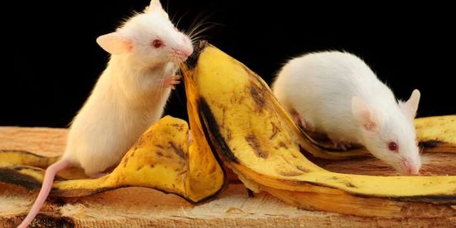 İlginç araştırma: Erkek fareler muzdan korkuyor