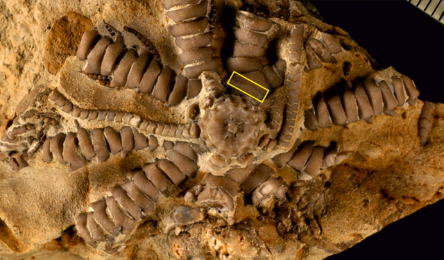 Jurassic döneminde yaşamış deniz zambağına 'Zelenski' adı verildi!