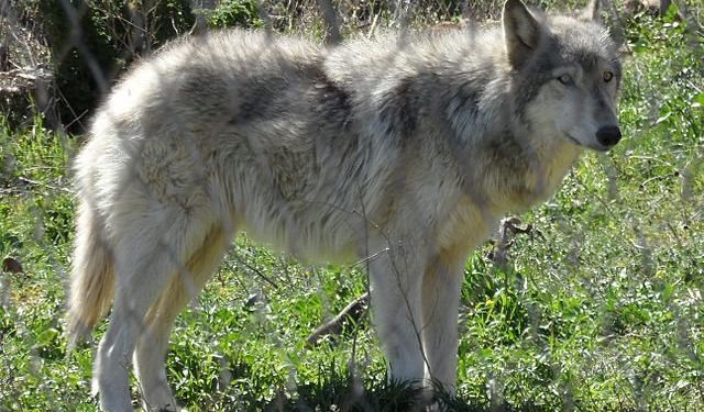 Köpekleri ilk olarak kimler evcilleştirdi?