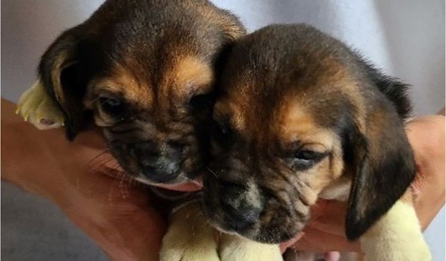 Klonlanmış deri hücrelerinden genetiği değiştirilmiş köpekler oluşturuldu!