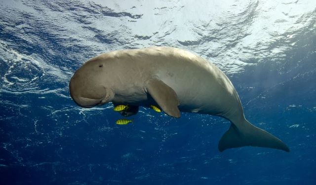 Deniz kızlarına ilham veren canlı: Dugong