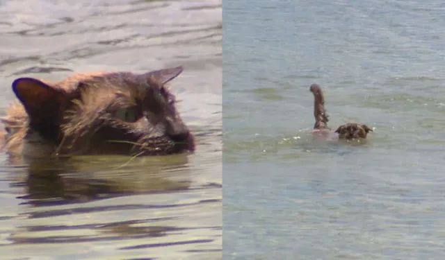 Köpek yüzme yarışına katılan kedi, ölüm tehditleri aldı!