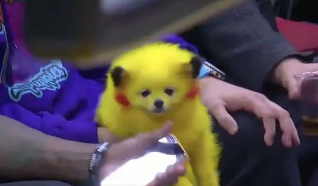 Köpeğini Pikachu gibi boyayıp NBA maçına getirdi: Sosyal medyada büyük tepki - VİDEO