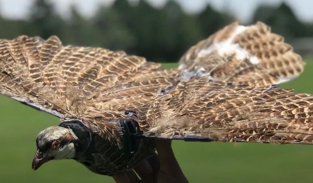 Ölü kuşlar ile casusluk yapmak için dronlara dönüştürecekler!