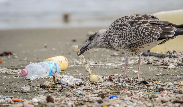 Kuşlar, 'plastik' hastası oldu!