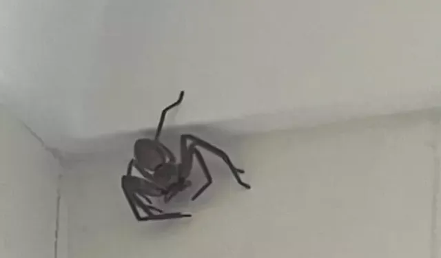 Evindeki dev örümceği çıkaracak kişiye 50 dolar ödül teklif etti!