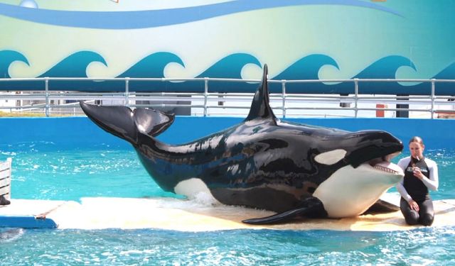 52 yıldır esir tutulan katil balina Lolita sonunda serbest bırakılıyor