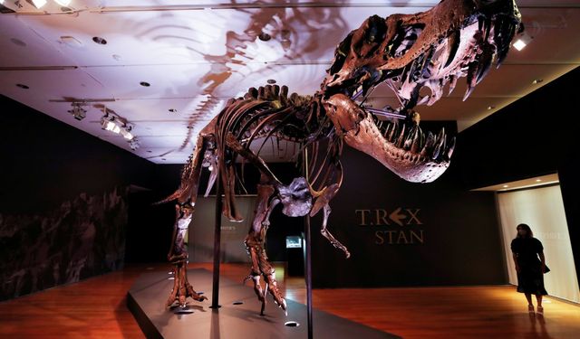 T-Rex ile ilgili yeni bir bilgi ortaya çıktı! Sanıldığı gibi değilmiş...