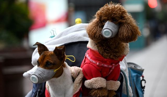 İnsanlardan köpeklere bulaşan yeni bir koronavirüs tespit edildi