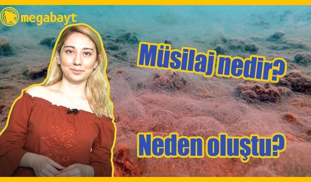 Müsilaj nedir? Neden Marmara'da müsilaj oluştu? - VİDEO