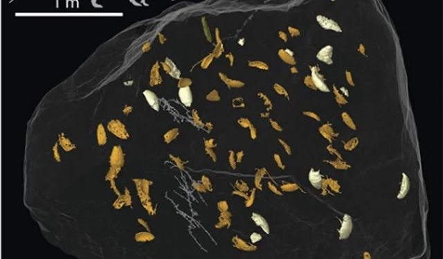 230 milyon yıllık bir Kertenkele'nin dışkısında yeni böcek türleri keşfedildi