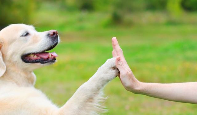 Köpekler ortalama 89 kelime anlayabiliyor