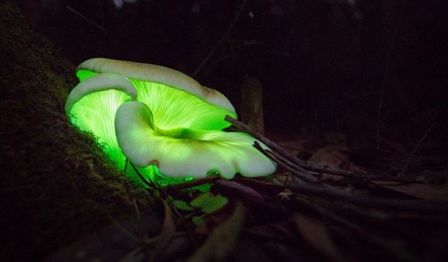 Çarpıcı araştırma: Mantarlar birbirleriyle konuşabiliyor