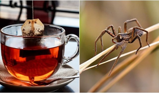 "Biz şimdi örümcekli çay mı içiyoruz?" dedirten araştırma: Çay yapraklarında rastlandı...