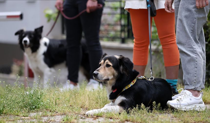 Sadık dostlarımız köpekler bunu da yapabiliyormuş: Stresin kokusunu alıyorlar!