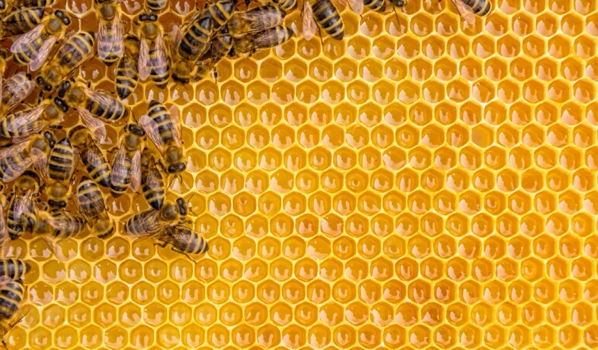 Bal arılarının ömrü 50 yıl öncesine göre yüzde 50 kısaldı