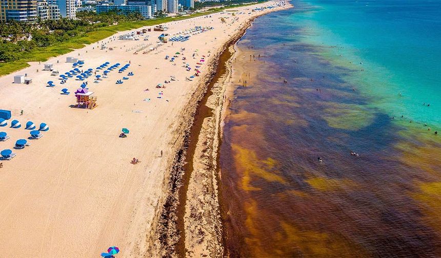 Florida kıyılarını tamamen kaplayan yosun bloğu belirsiz nedenlerden kayboldu!