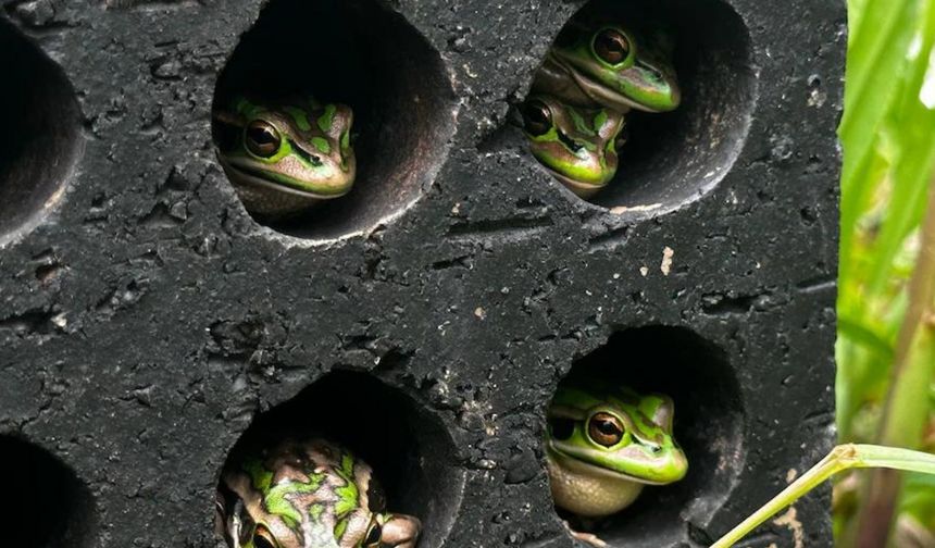 Bilim insanları, kurbağalar için saunalar inşa etti! Onları korumanın tek yolu...