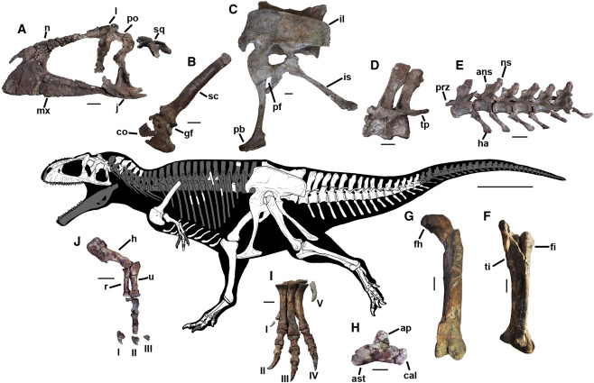 t-rex kolları dinazor keşfi (3)