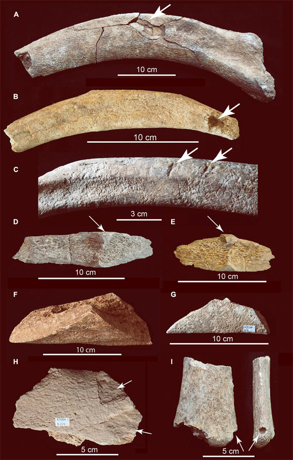 amerikada 37000 yıllık kemikler keşfedildi (3)