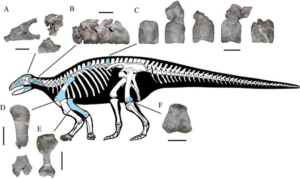 dinozor iskeleti (2)