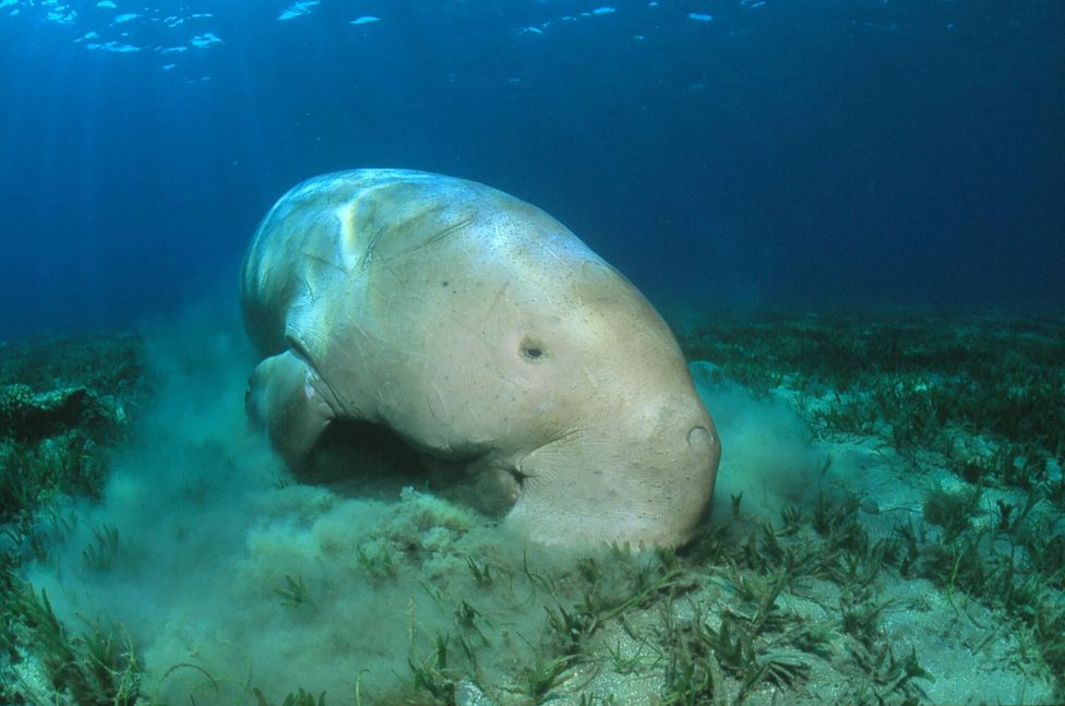 dugong deniz ineği (2)