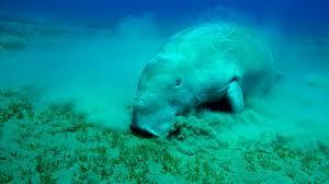 dugong deniz ineği (3)