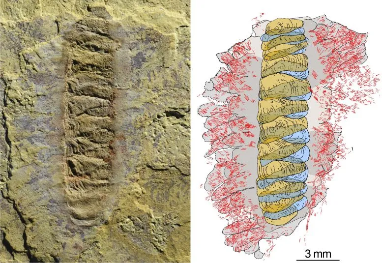 Bilim insanları, 518 milyon yıl öncesine ait iyi korunmuş fosilleşmiş bir solucanın, üç büyük canlı hayvan grubunun atasına benzediğini keşfetti. 

Wufengella adlı ve Çin'de bulunan zırhlı solucan yaklaşık 1.2 cm uzunluğundaydı. Sırtında yoğun, düzenli olarak sıralı ve üst üste binen bir dizi levhayla kaplı, ufak bir yaratıktı. Araştırmalar sonrasında Wufengella'nın, Tommotiids adı verilen soyu tükenmiş bir kabuklu organizma grubuna ait olduğu bulundu.