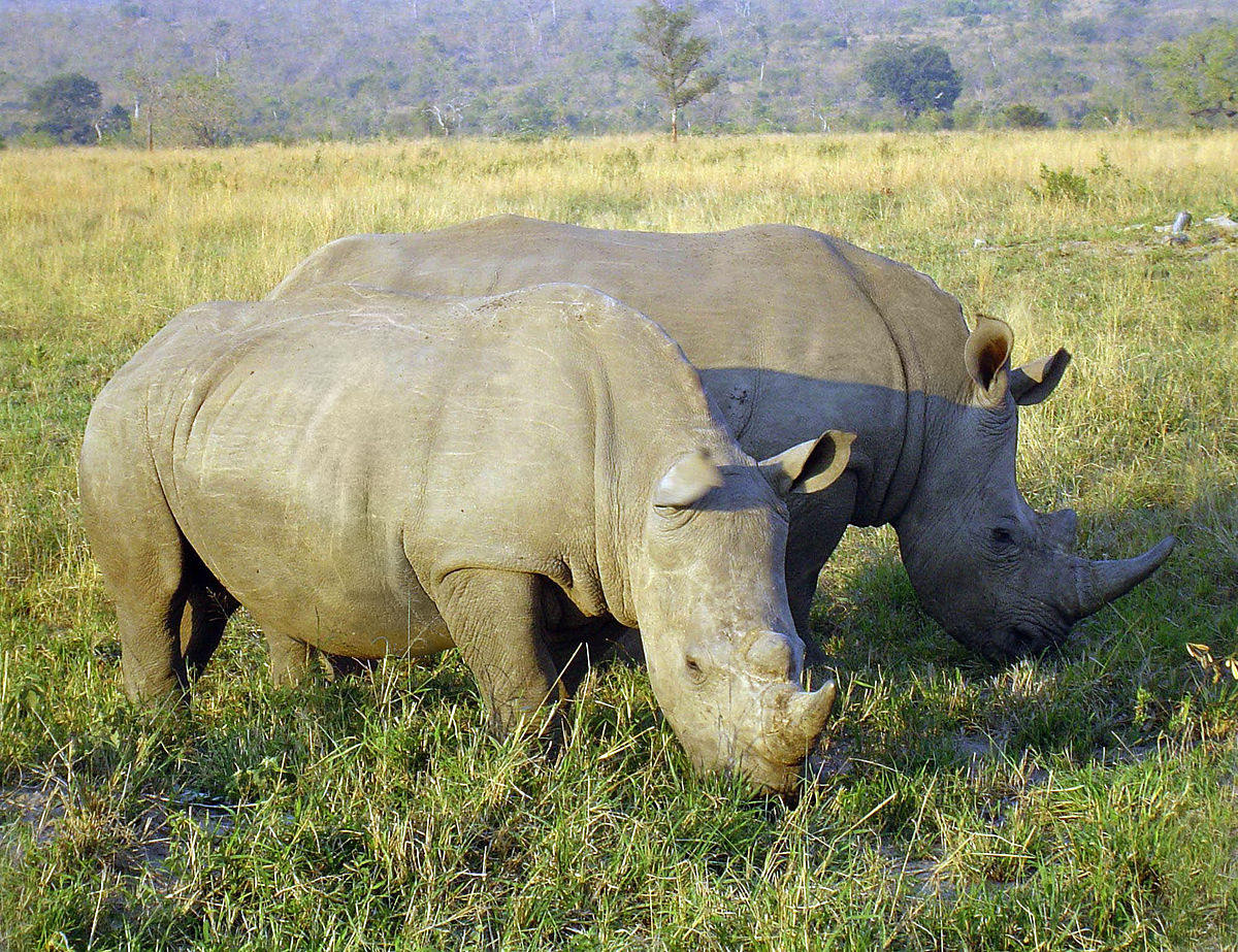 1200px-Rhinoceros_in_South_Africa_adjusted