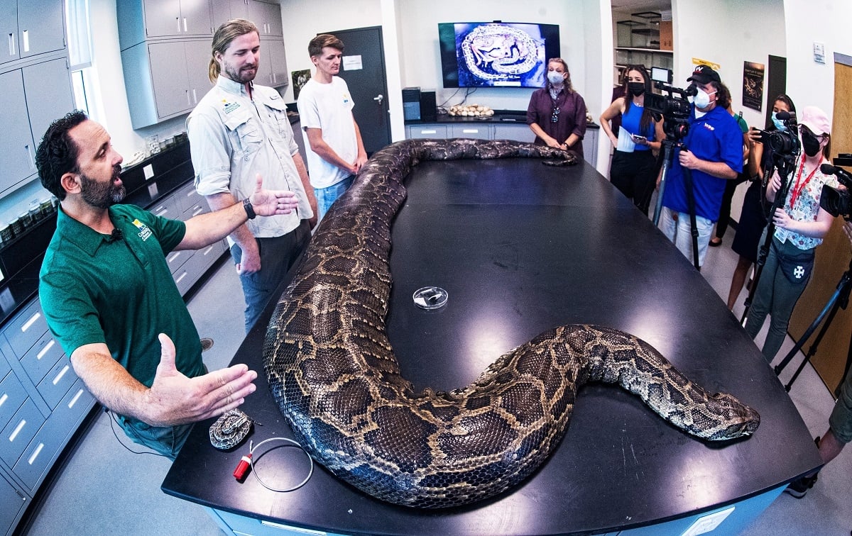89506_26_scientists-release-video-of-5-foot-alligator-being-cut-out-florida-python_full