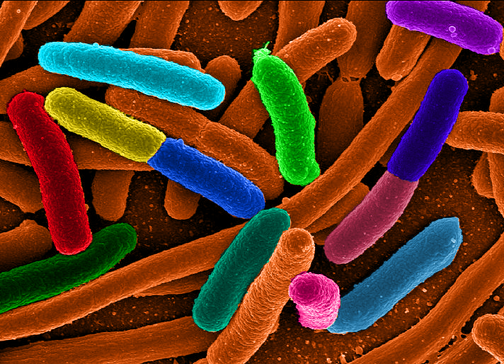 bakteri (2)