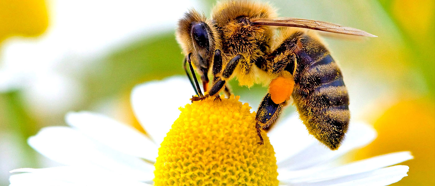bal arıları (1)