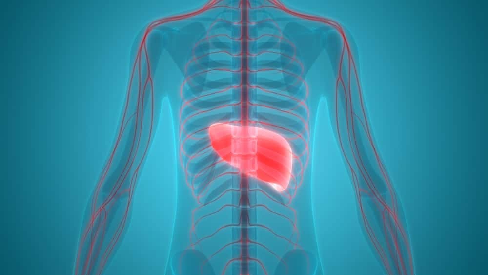 KARACİĞER KENDİNİ YENİLEYEBİLEN TEK ORGANDIR

Hasarlı bir karaciğer, orijinal hacminin %70'ini kaybettikten sonra bile kendini yenileyebilir. Nature Review Gastroenterology & Hepatology dergisine göre, akciğerler, böbrekler ve pankreas doku kaybına uyum sağlayabilirken, yalnızca karaciğer kendini tamamen onarabilir.

Karaciğer, karaciğer-vücut ağırlığı oranının her zaman vücut homeostazı için gerekli olan ihtiyaçları karşılamak için rejeneratif mekanizmalar kullanan tek katı organdır.
