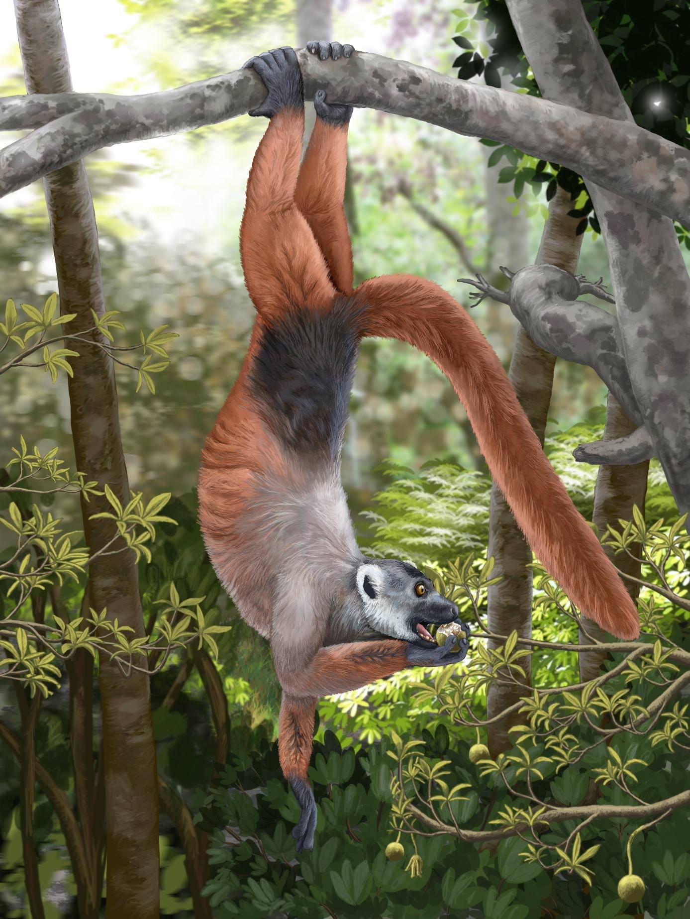 lemur maymtn (2)