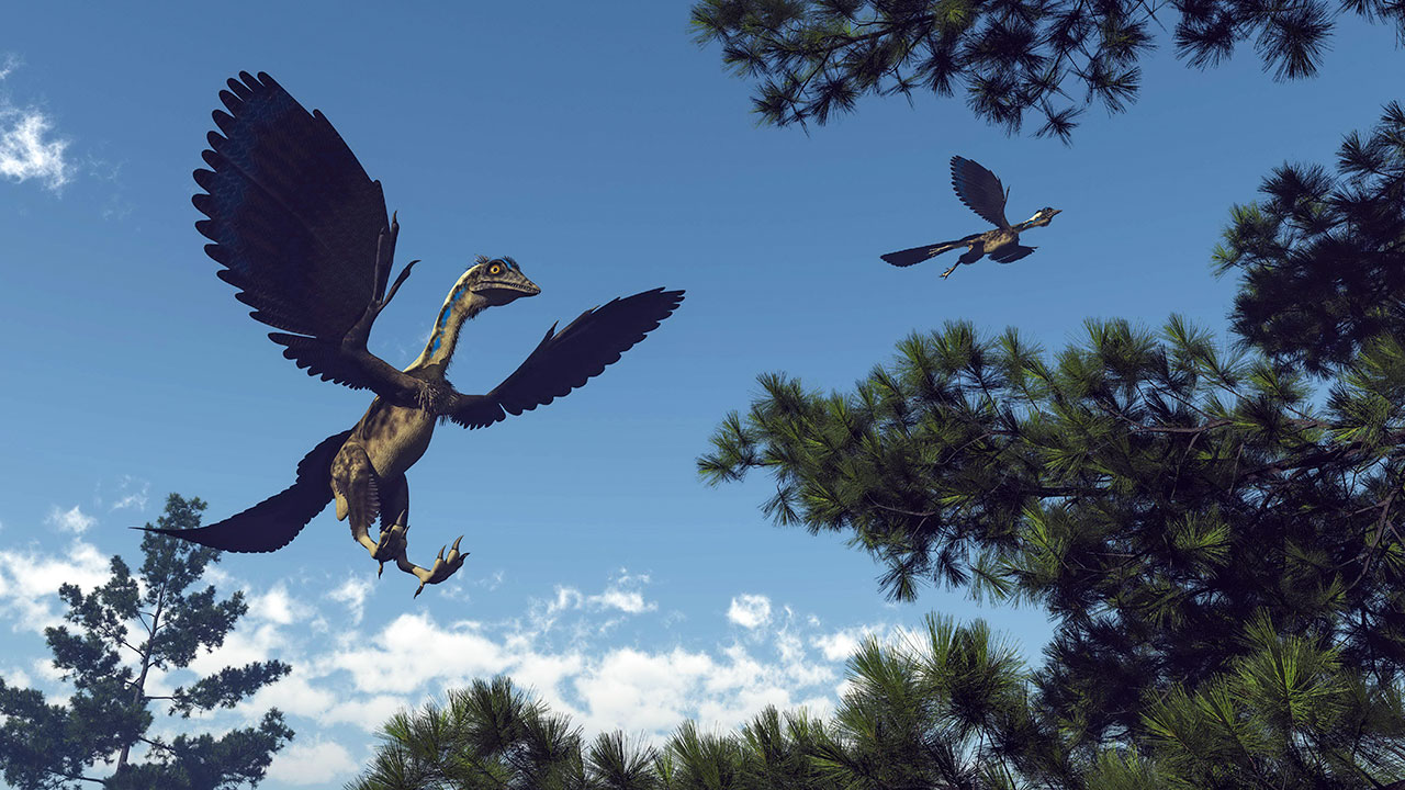 archaeopteryx main_16x9