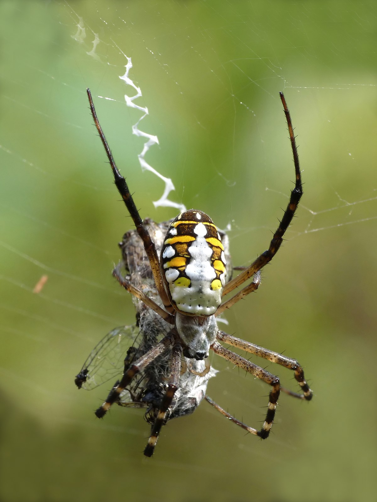 dokumaci örümcek (4)