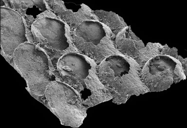 alg fosil araştırma (2)