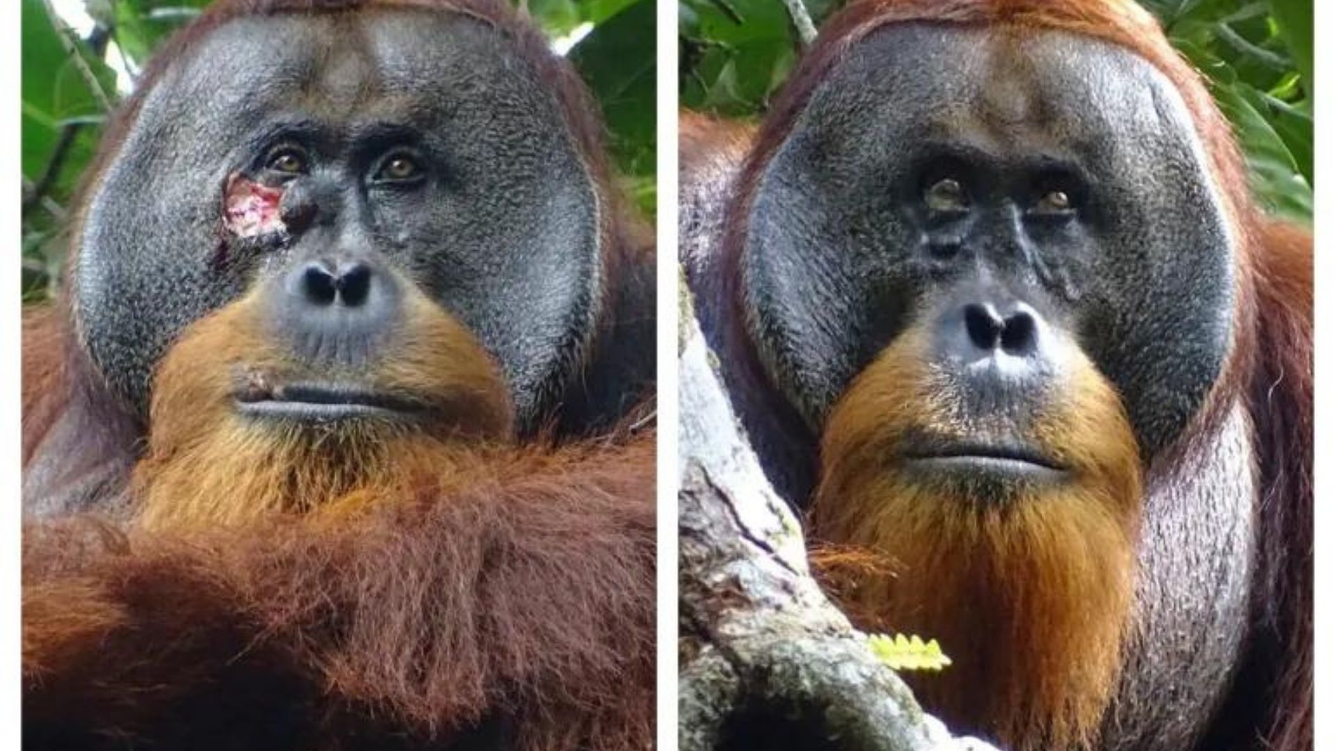 Orangutan (1)